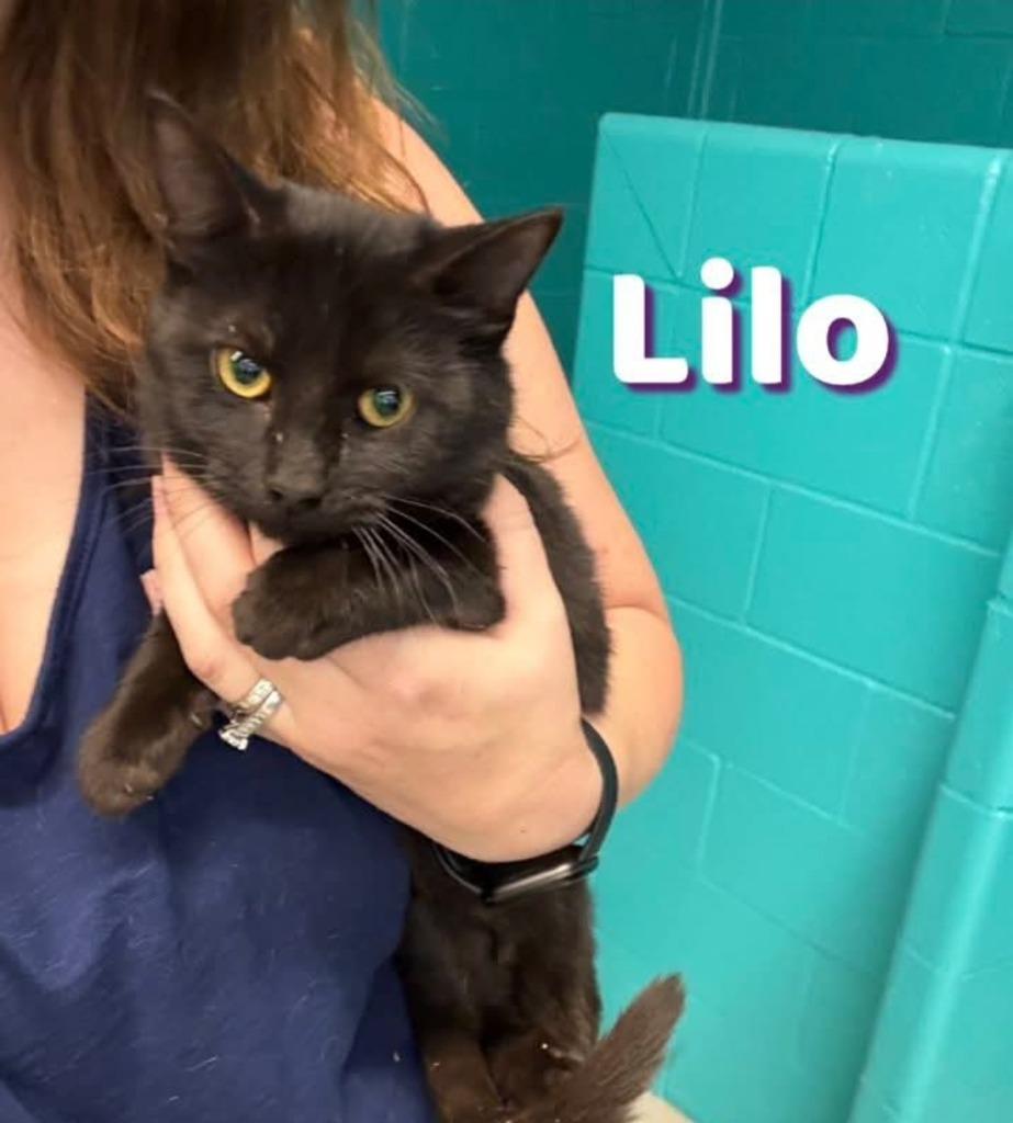 Enlarge Lilo, a Adoptable mixed breed in Bossier City, LA image 2/3