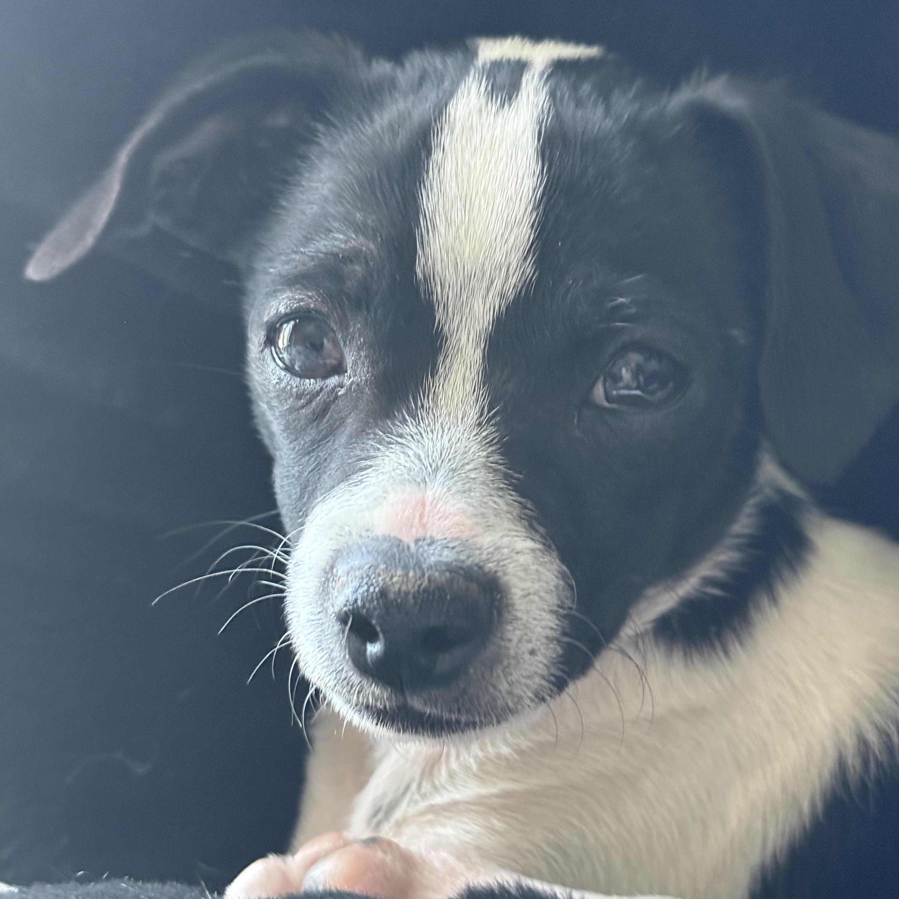 Enlarge Domino, a Adopted mixed breed in Gardnerville, NV image 1/2
