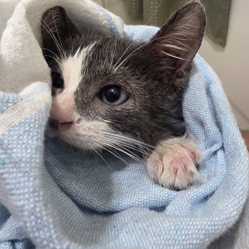 Enlarge Seymour, a Adoptable Domestic Short Hair in Plantation, FL image 3/4