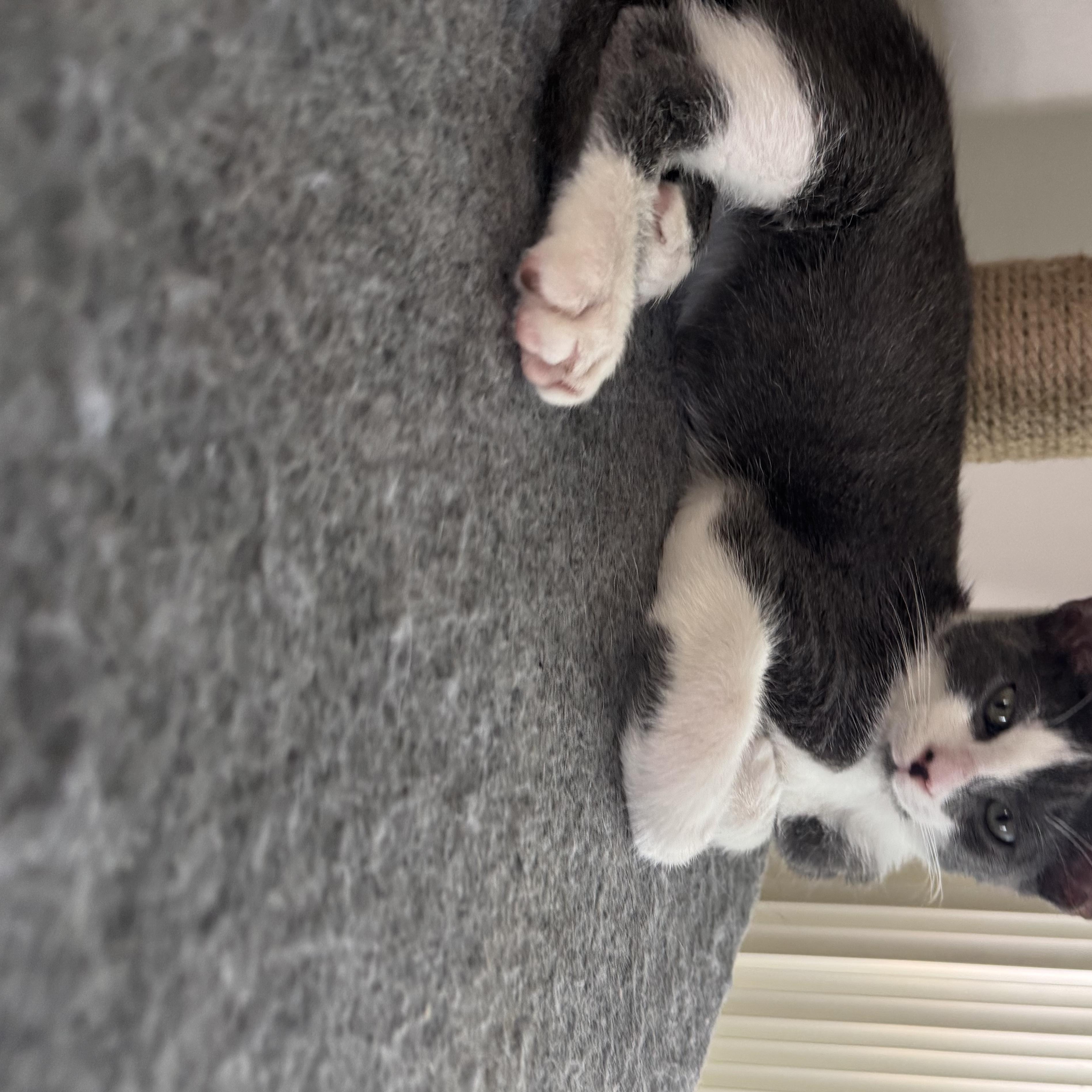 Enlarge Seymour, a Adoptable Domestic Short Hair in Plantation, FL image 4/6