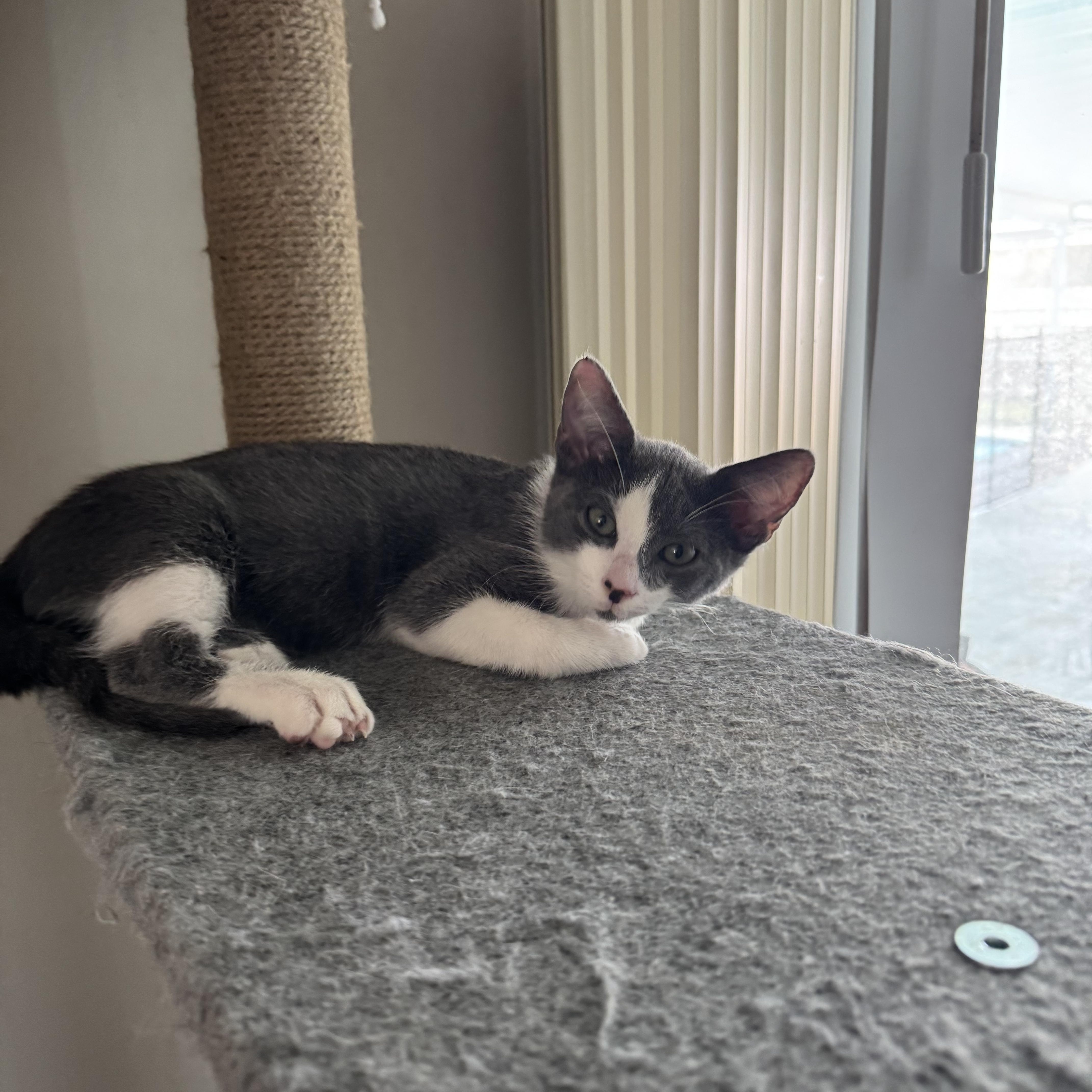 Enlarge Seymour, a Adoptable Domestic Short Hair in Plantation, FL image 5/6