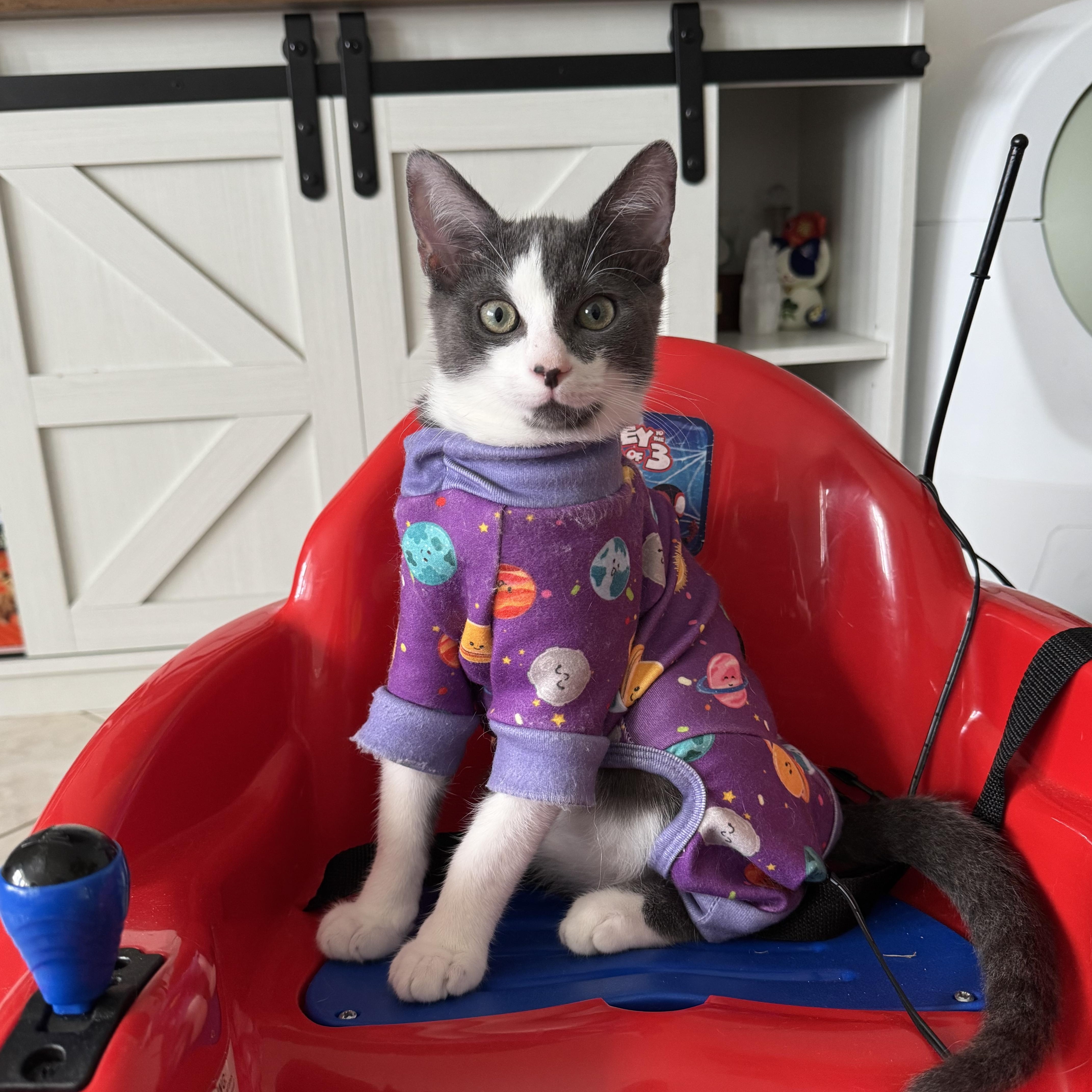 Enlarge Seymour, a Adoptable Domestic Short Hair in Plantation, FL image 2/6