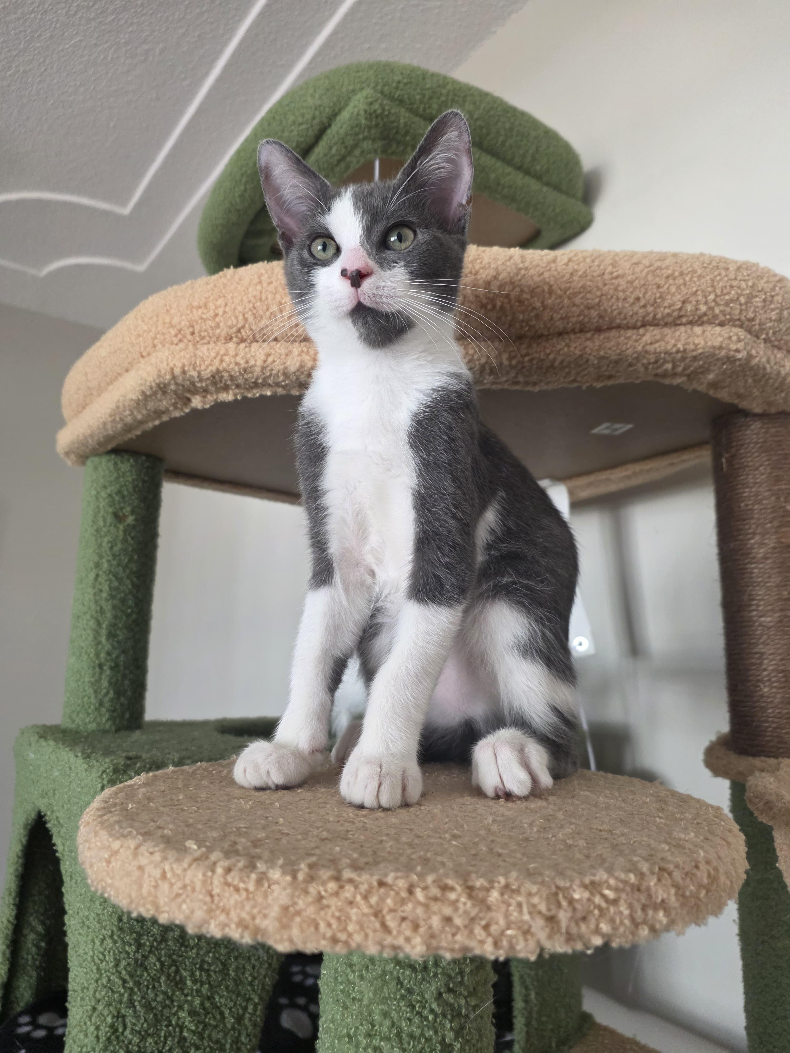 Enlarge Seymour, a Adoptable Domestic Short Hair in Plantation, FL image 3/6