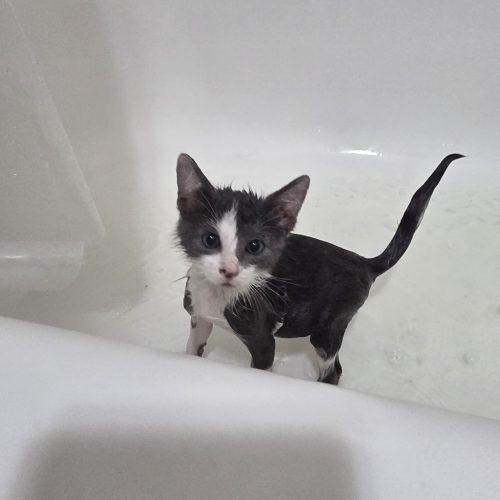 Enlarge Seymour, a Adoptable Domestic Short Hair in Plantation, FL image 4/4