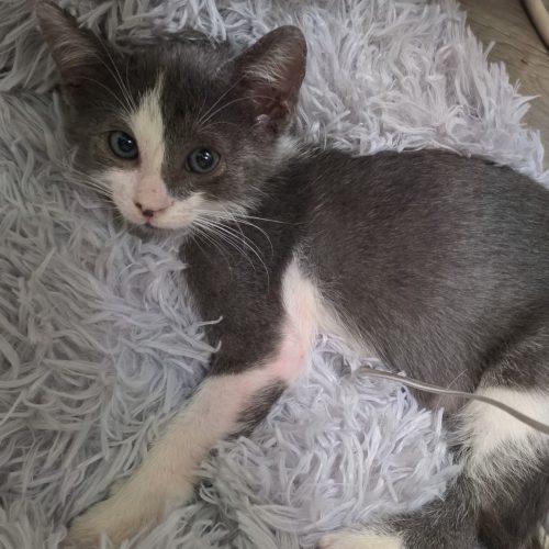 Seymour, Adoptable, Kitten Male Domestic Short Hair.
