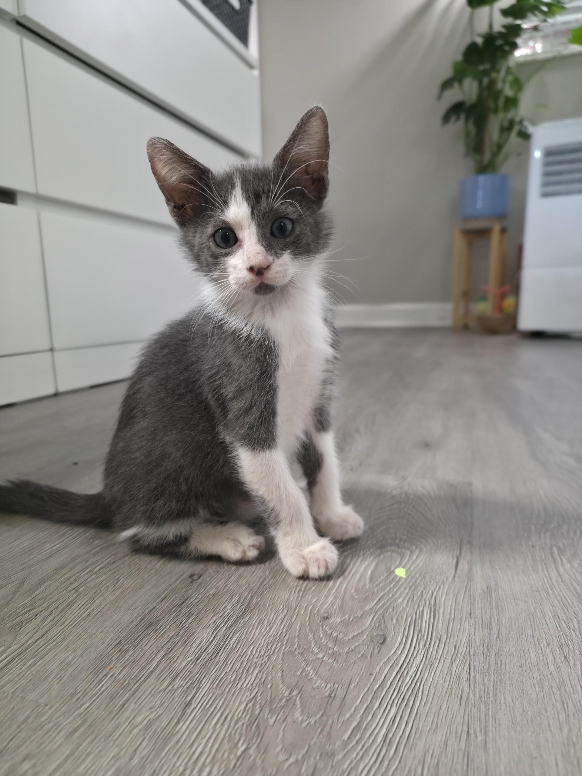 Enlarge Seymour, a Adoptable Domestic Short Hair in Plantation, FL image 2/4