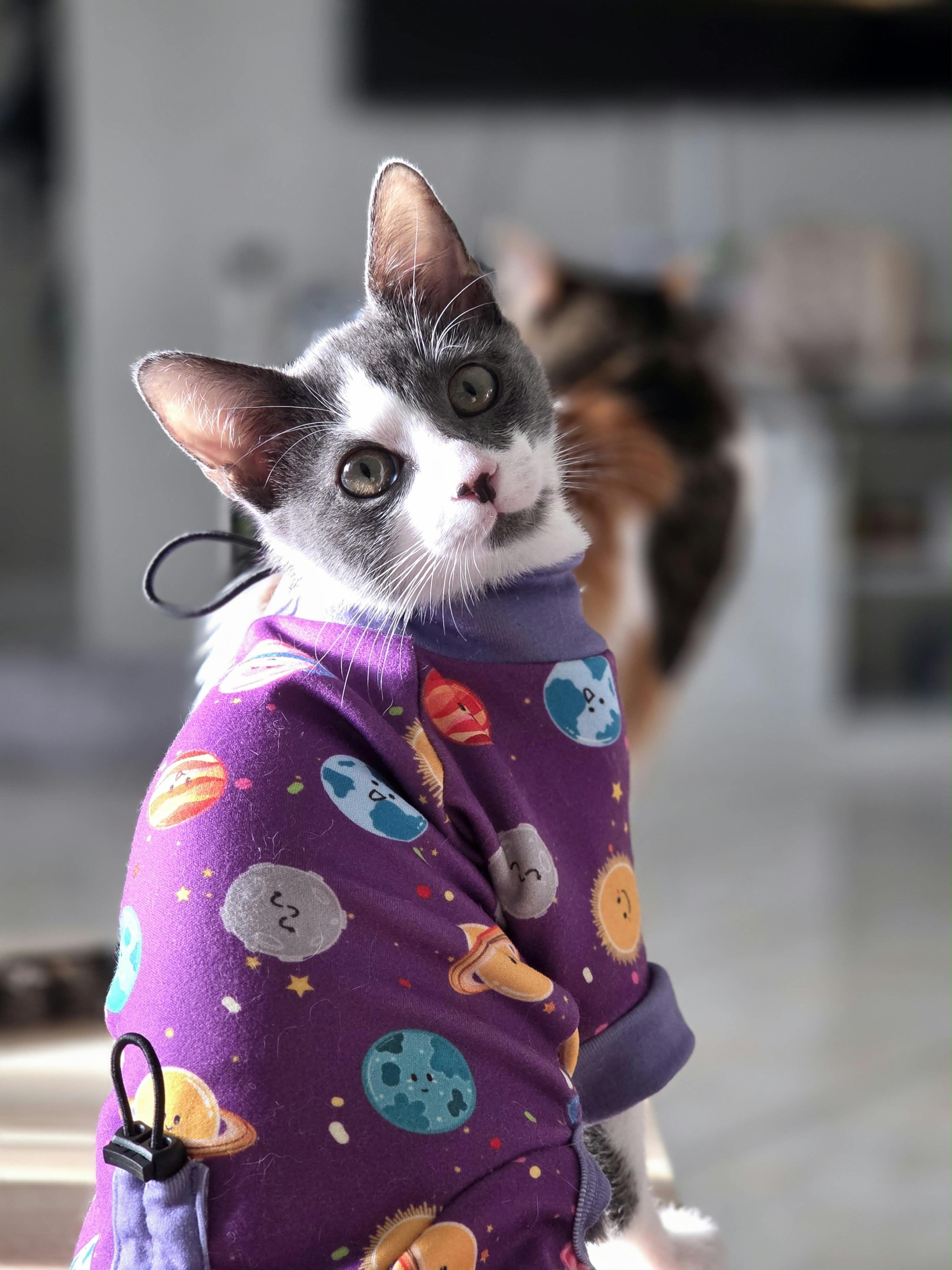 Seymour, Adoptable, Kitten Male Domestic Short Hair.