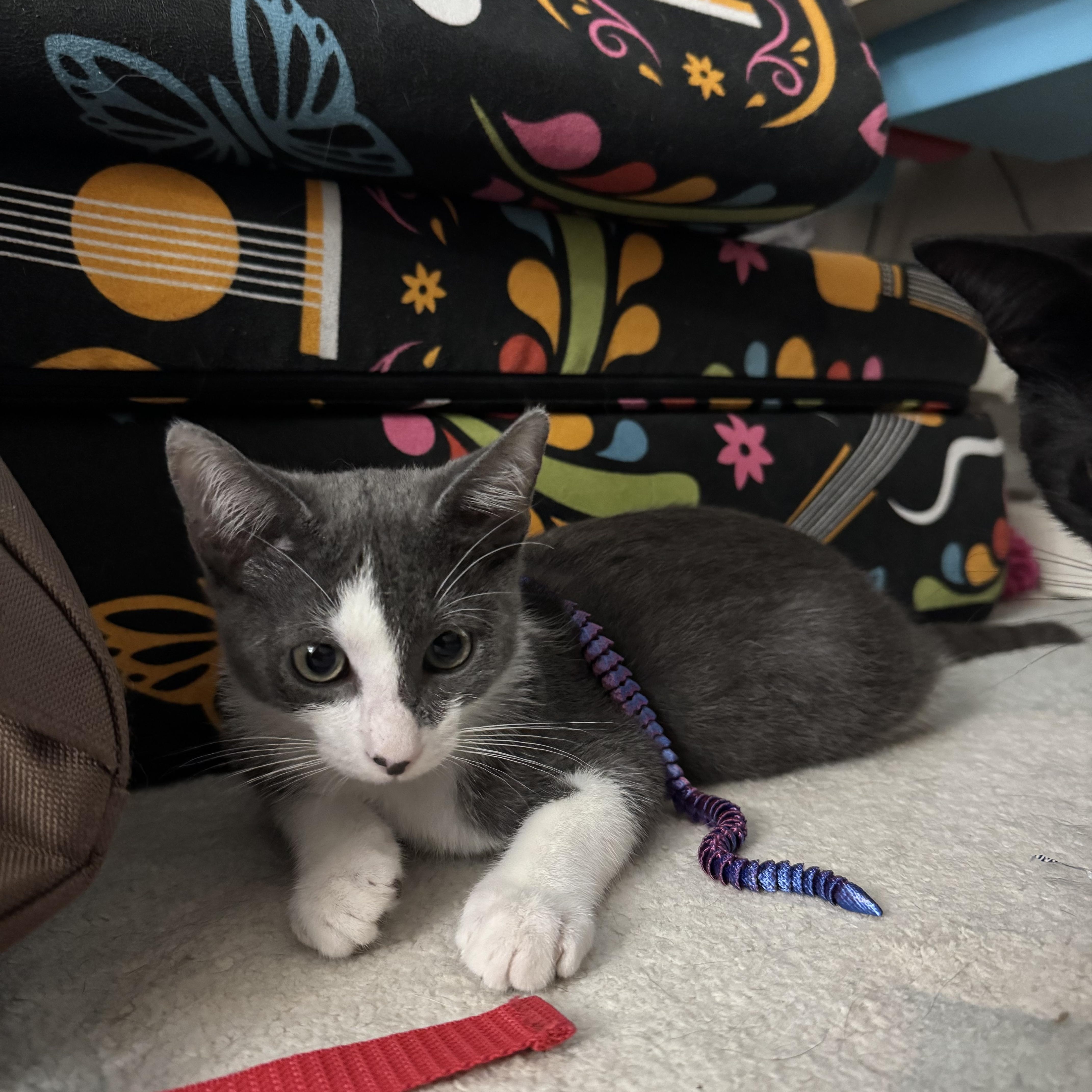 Enlarge Seymour, a Adoptable Domestic Short Hair in Plantation, FL image 6/6