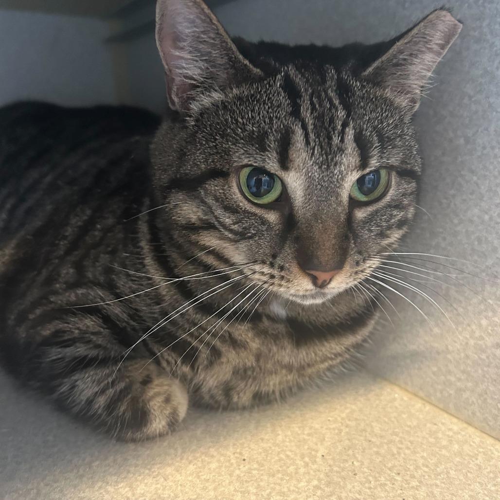 Rumi (Chrissy), Adoptable, Adult Female Domestic Short Hair.