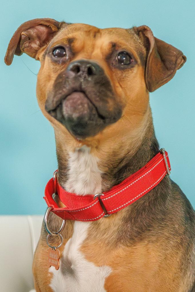 Plum, a Adoptable Beagle in Minneapolis, MN image 1/6
