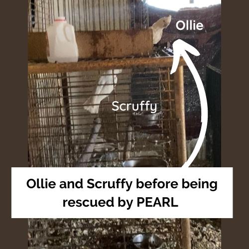 Enlarge Ollie (must be adopted with his friend, Scruffy), a Adoptable Cockatoo in Pittsburgh, PA image 1/6