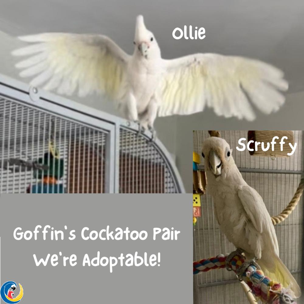 Enlarge Ollie (must be adopted with his friend, Scruffy), a Adoptable Cockatoo in Pittsburgh, PA image 2/6