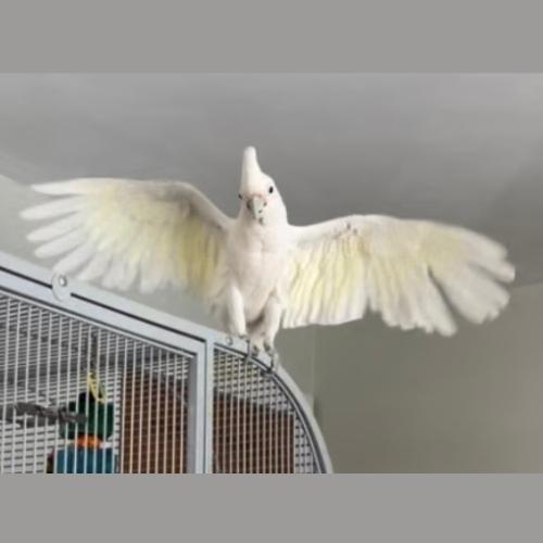 Enlarge Ollie (must be adopted with his friend, Scruffy), a Adoptable Cockatoo in Pittsburgh, PA image 3/6