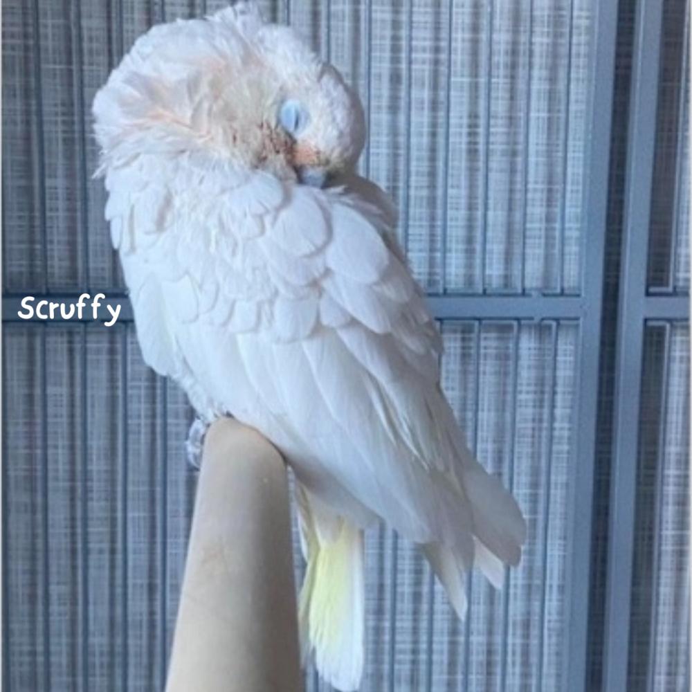 Enlarge Ollie (must be adopted with his friend, Scruffy), a Adoptable Cockatoo in Pittsburgh, PA image 4/6