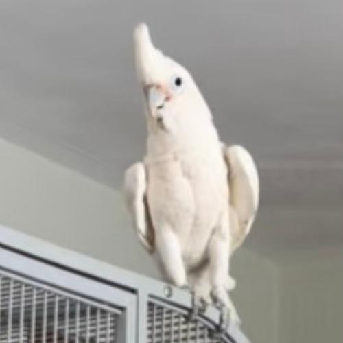 Enlarge Ollie (must be adopted with his friend, Scruffy), a Adoptable Cockatoo in Pittsburgh, PA image 5/6
