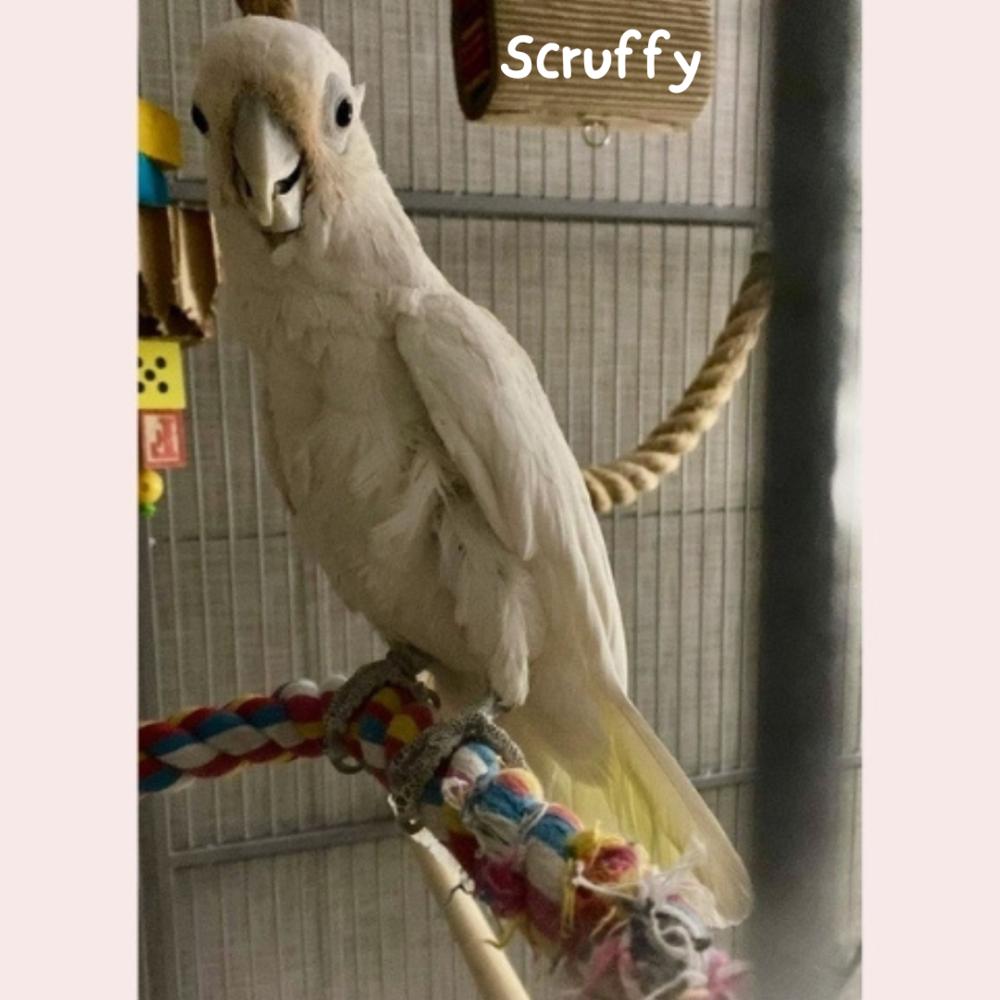 Enlarge Ollie (must be adopted with his friend, Scruffy), a Adoptable Cockatoo in Pittsburgh, PA image 6/6