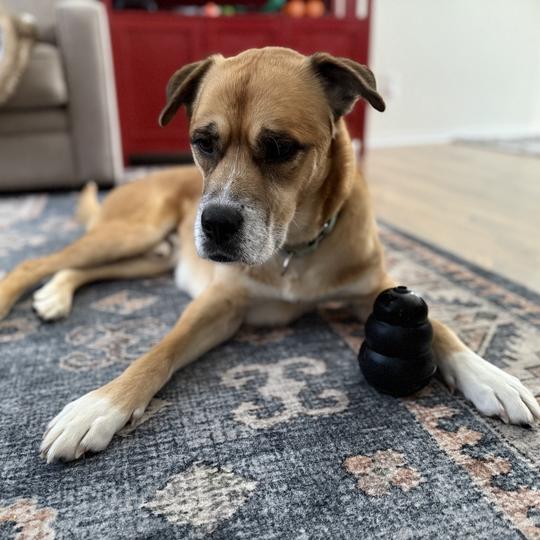 Dustyn, Adoptable, Senior Male Mixed Breed.