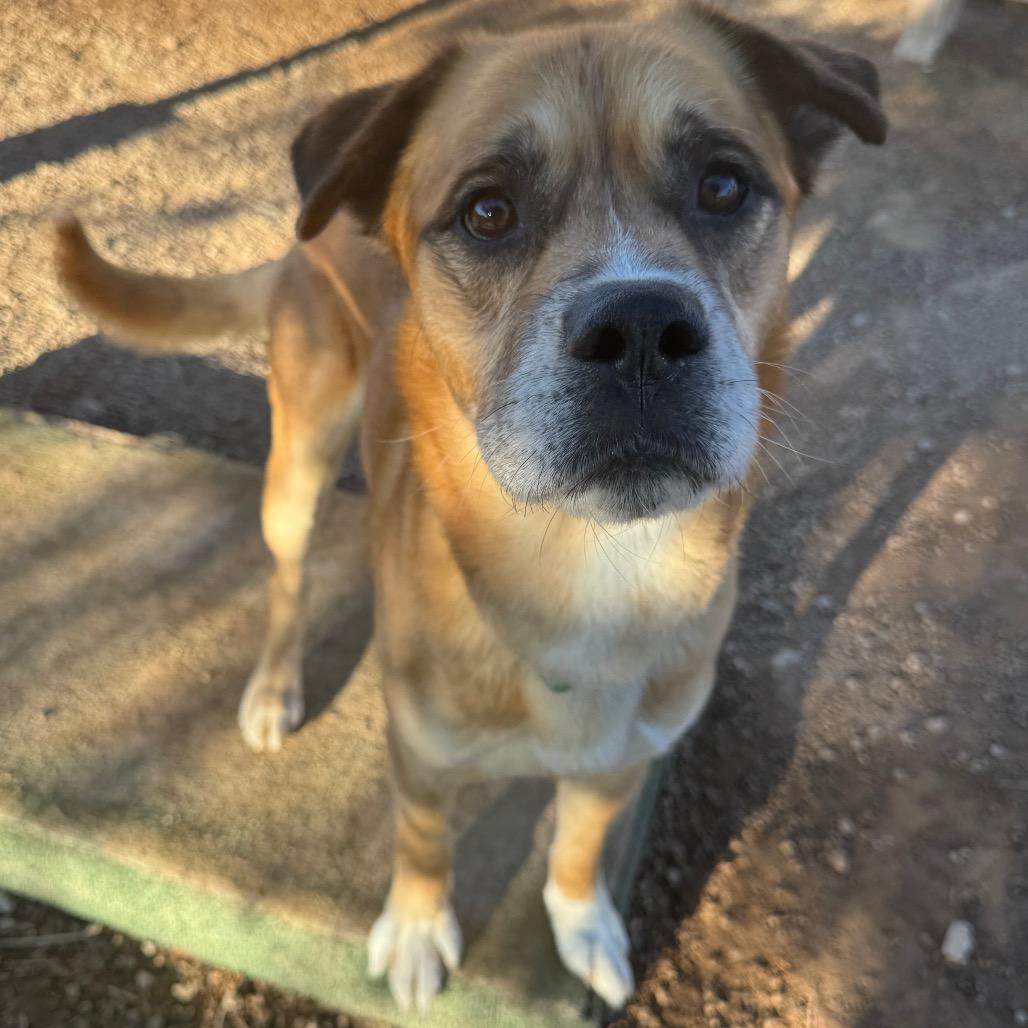 Enlarge Dustyn, a Adoptable Mixed Breed in Las Vegas, NV image 2/6