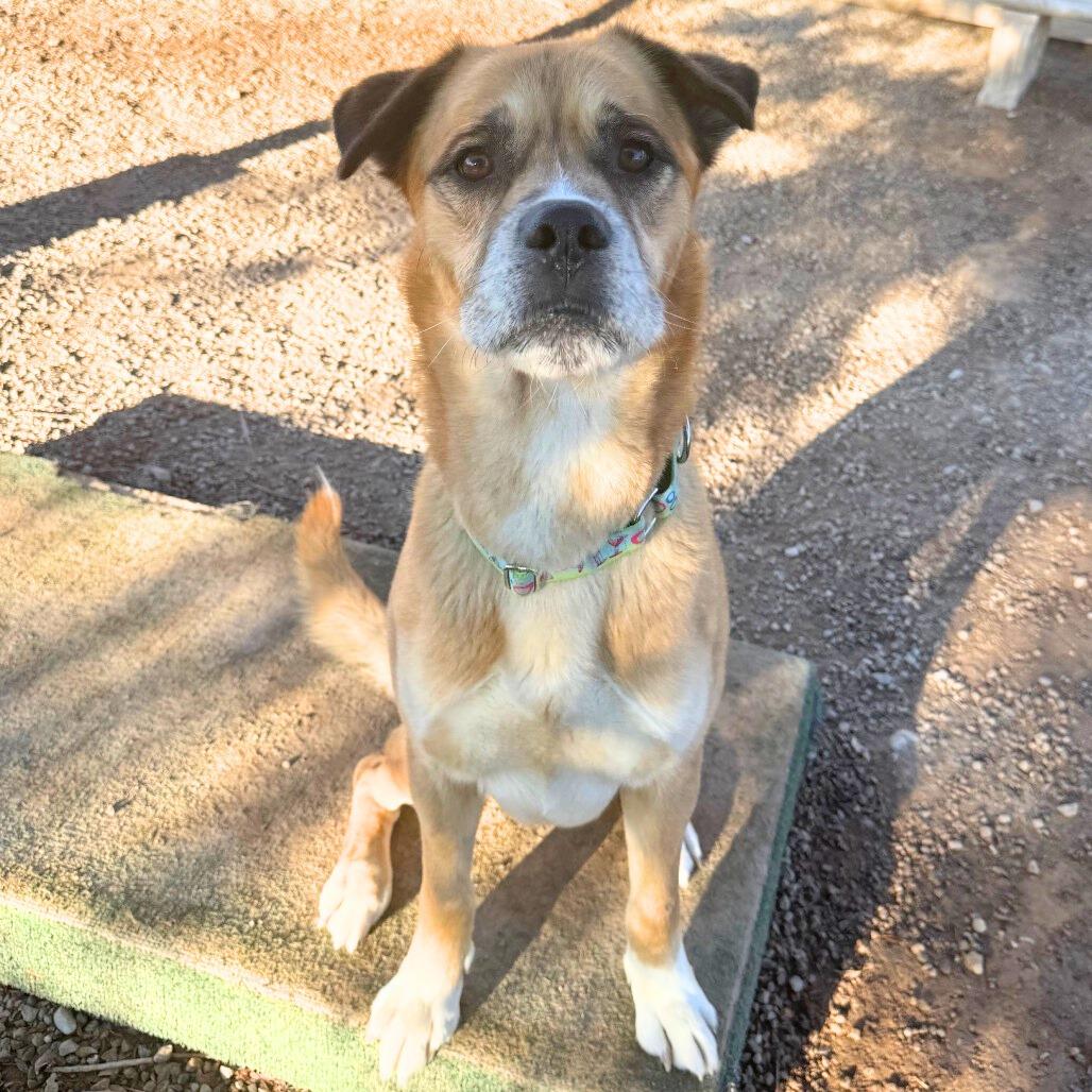 Enlarge Dustyn, a Adoptable Mixed Breed in Las Vegas, NV image 2/6