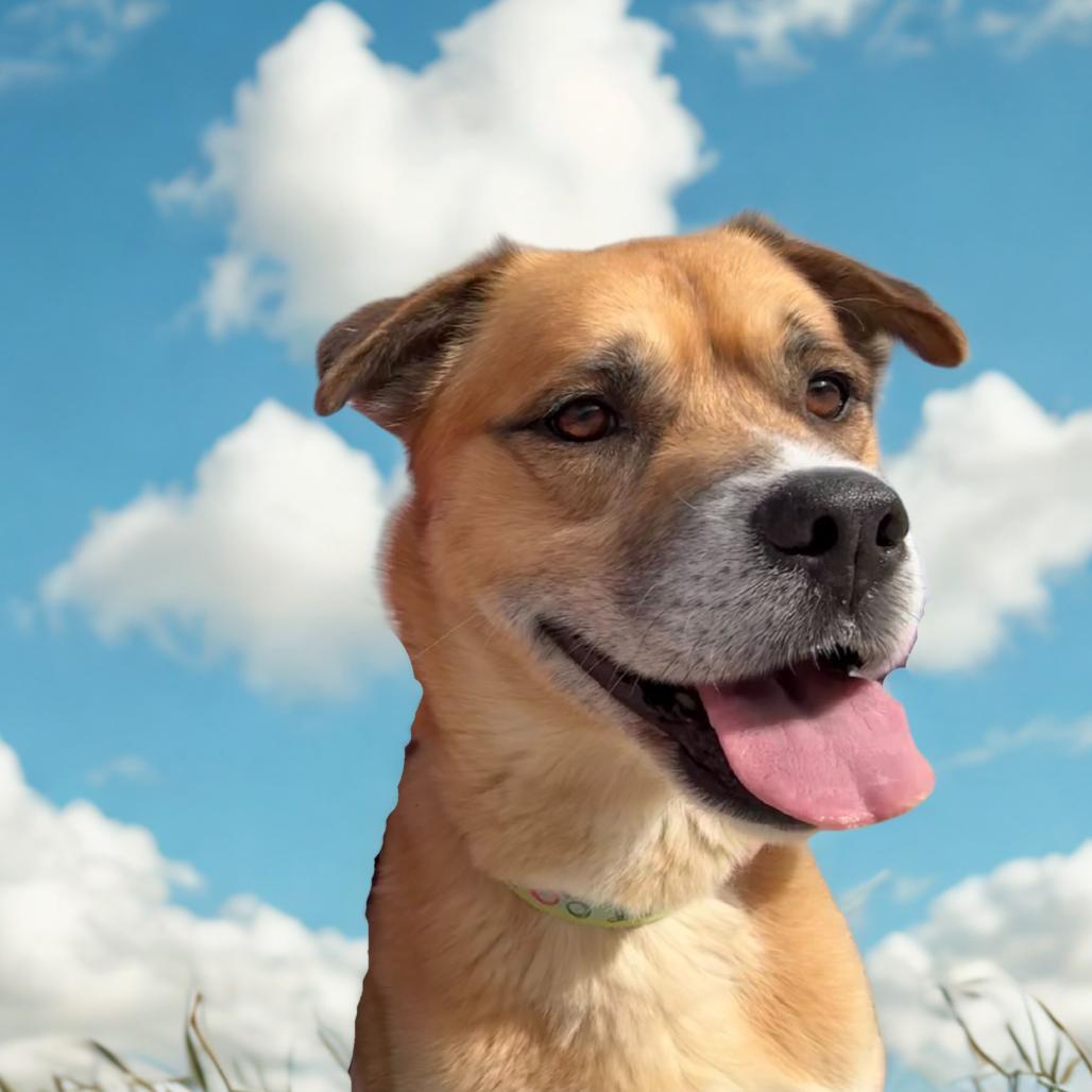 Enlarge Dustyn, a Adoptable Mixed Breed in Las Vegas, NV image 2/6