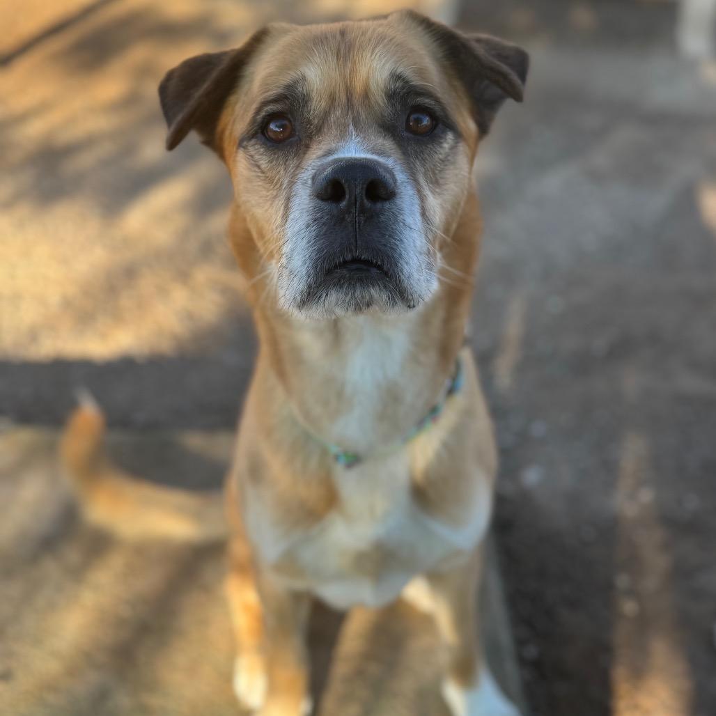 Enlarge Dustyn, a Adoptable Mixed Breed in Las Vegas, NV image 3/6