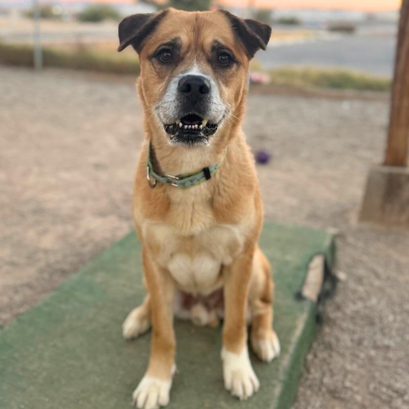 Enlarge Dustyn, a Adoptable Mixed Breed in Las Vegas, NV image 4/6