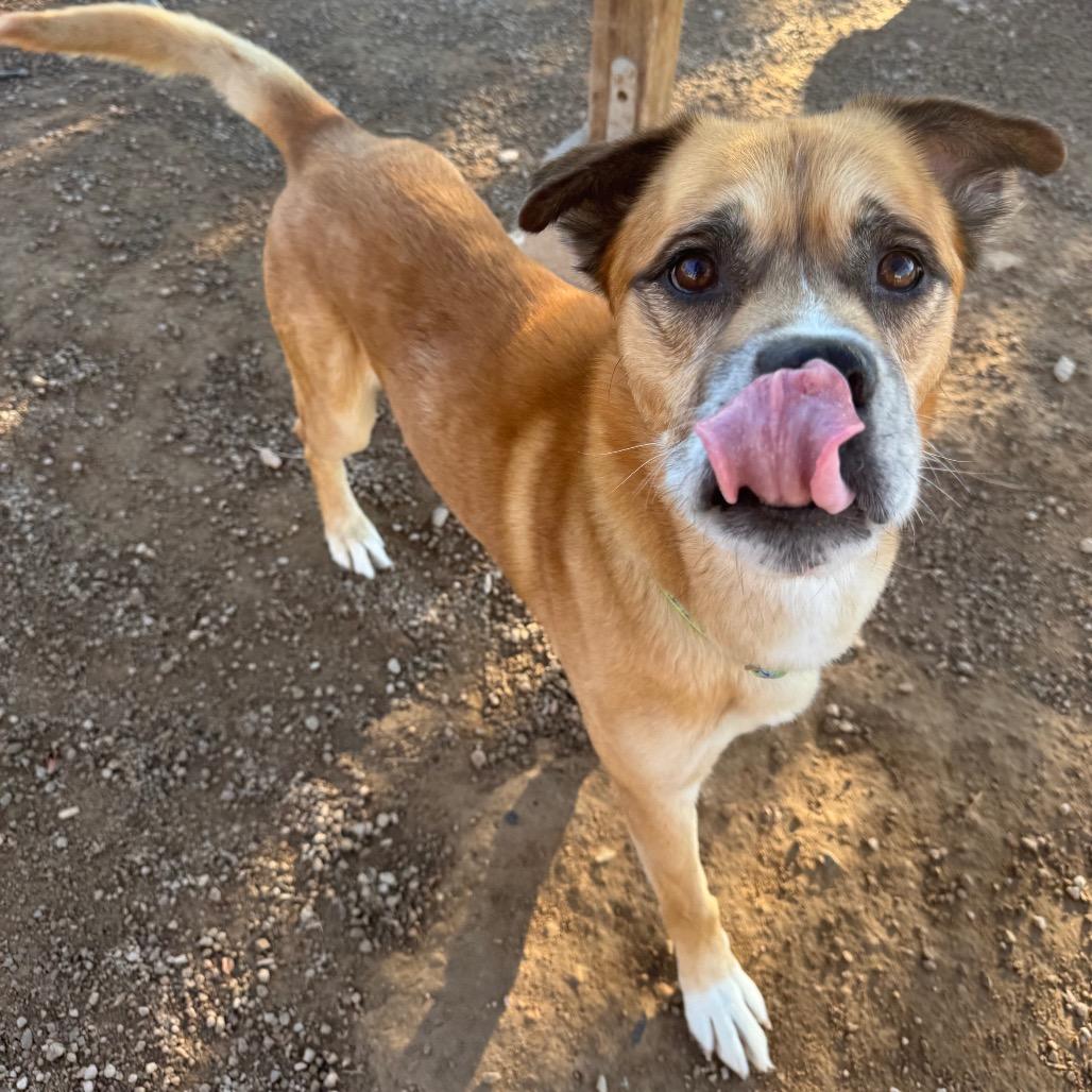 Enlarge Dustyn, a Adoptable Mixed Breed in Las Vegas, NV image 5/6