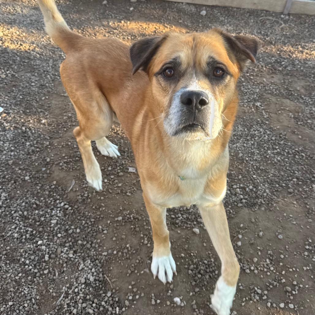 Enlarge Dustyn, a Adoptable Mixed Breed in Las Vegas, NV image 6/6