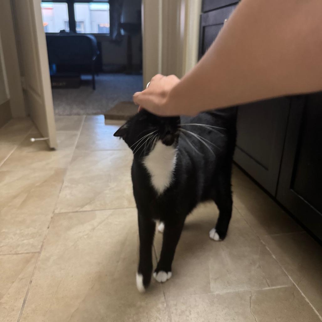 Buttons, a Adoptable Domestic Short Hair in Houston, TX image 1/5