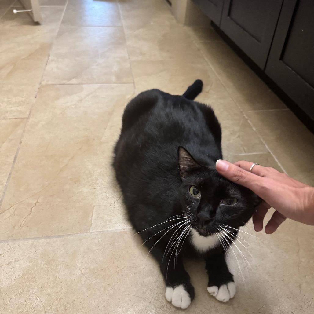 Buttons, a Adoptable Domestic Short Hair in Houston, TX image 2/5