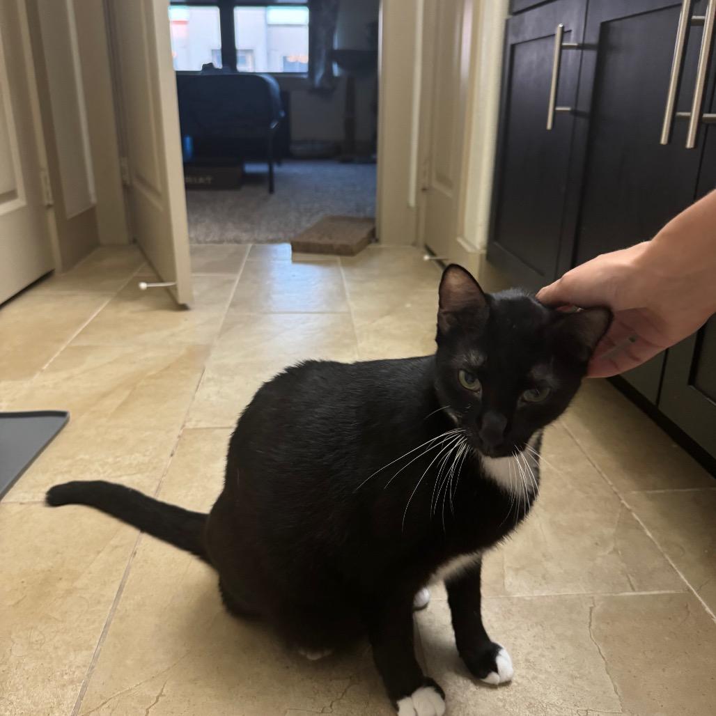 Buttons, a Adoptable Domestic Short Hair in Houston, TX image 3/5