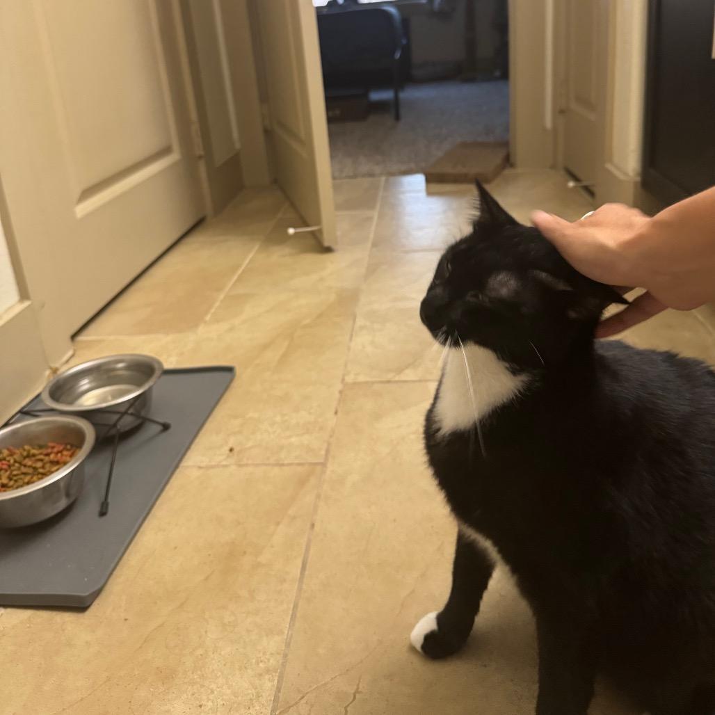 Buttons, a Adoptable Domestic Short Hair in Houston, TX image 5/5