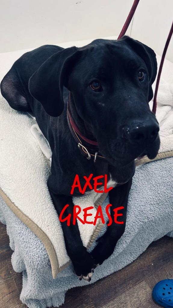Axel Grease, Adoptable, Young Male Great Dane.