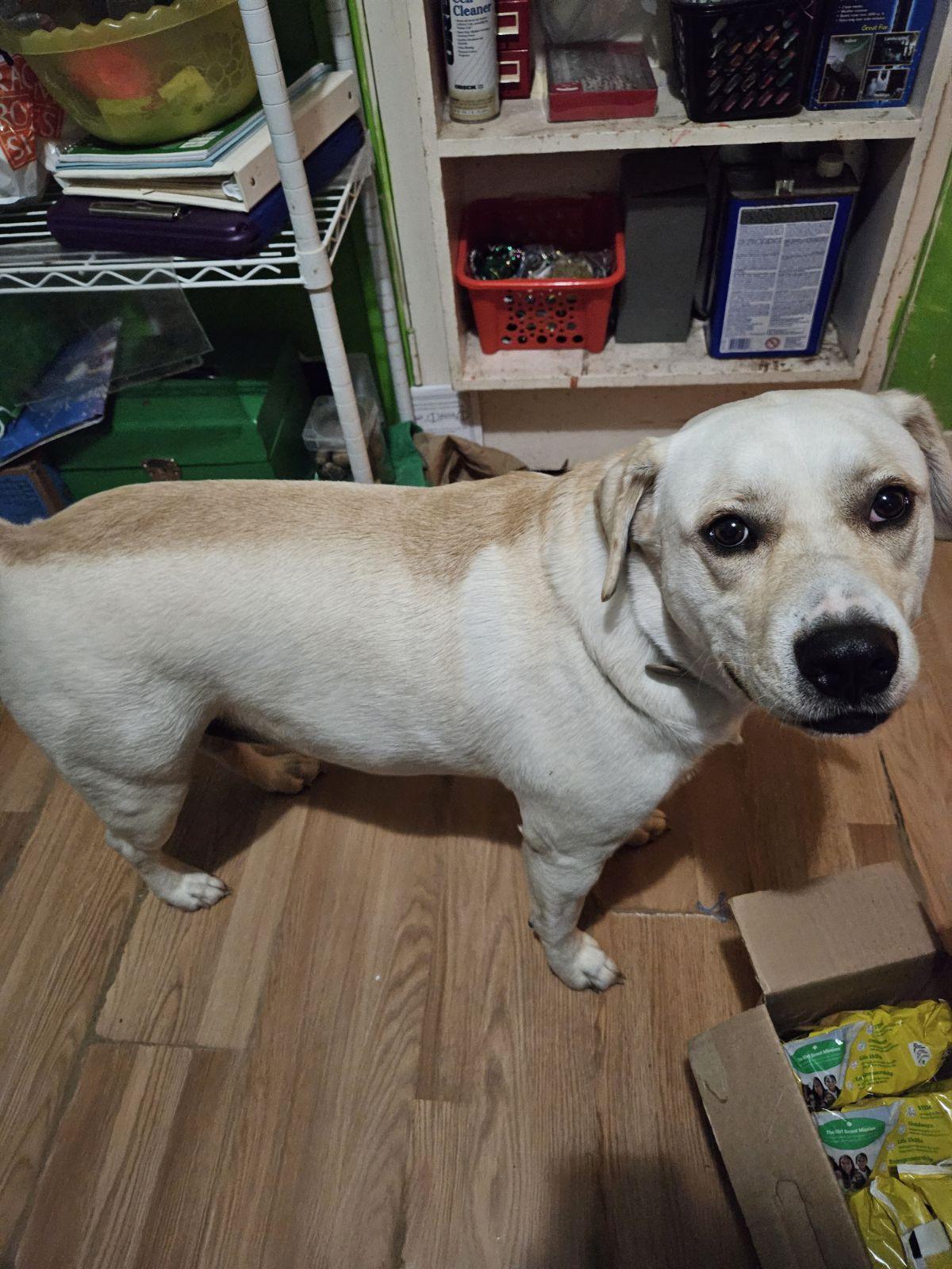 Sawyer, a Adoptable American Staffordshire Terrier in Gulfport, MS image 2/2