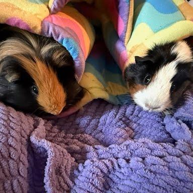 Enlarge Oreo, a Adoptable Guinea Pig in South Elgin, IL image 1/3