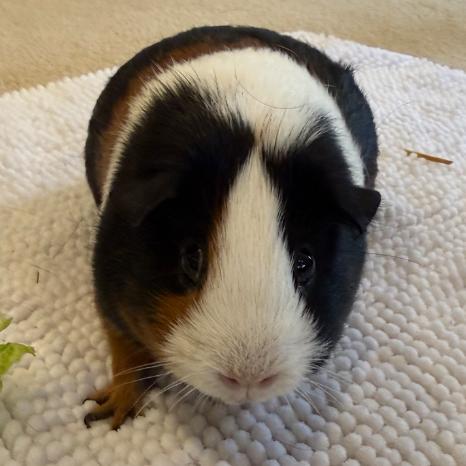 Enlarge Oreo, a Adoptable Guinea Pig in South Elgin, IL image 2/3