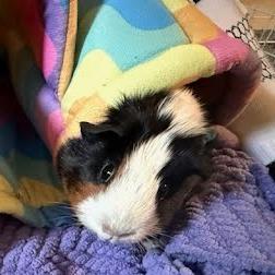 Enlarge Oreo, a Adoptable Guinea Pig in South Elgin, IL image 3/3