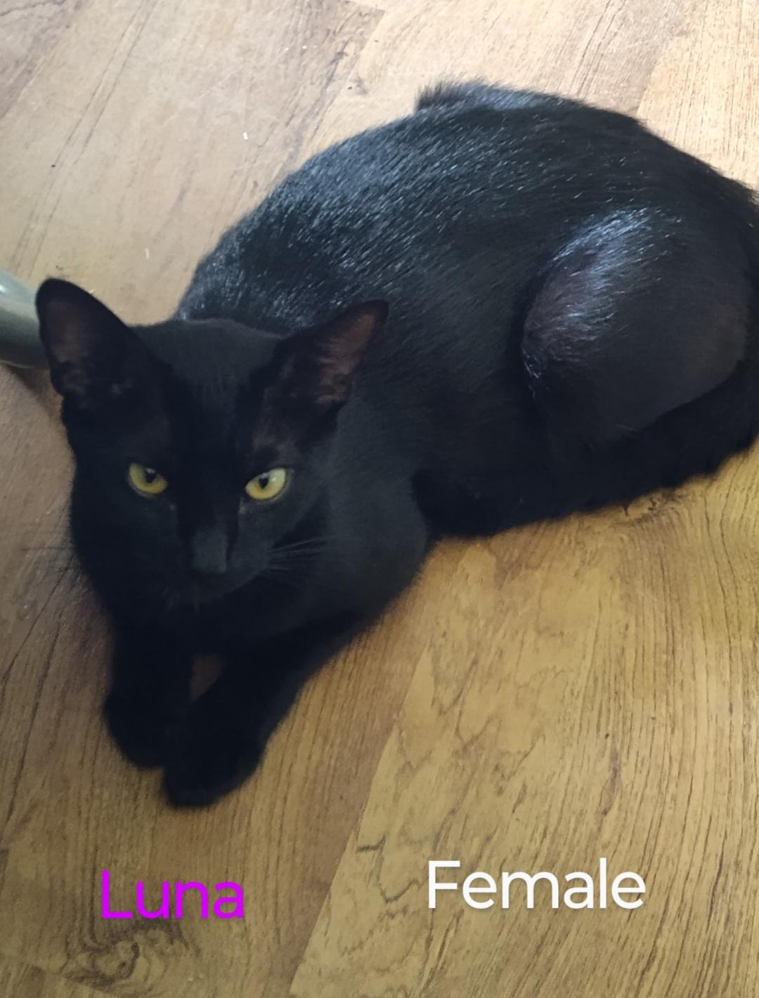 Luna (urgent courtesy listing)