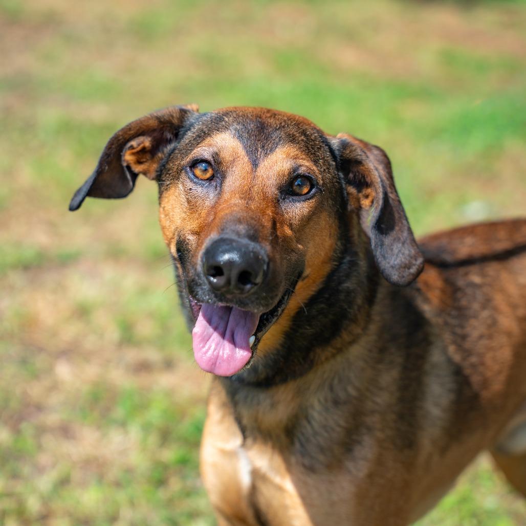 Scout, a Adoptable mixed breed in Gainesville, GA image 1/2