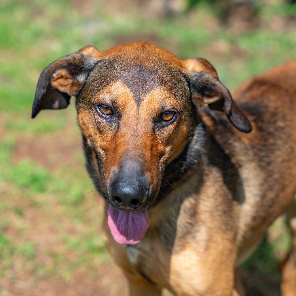 Scout, a Adoptable mixed breed in Gainesville, GA image 2/2