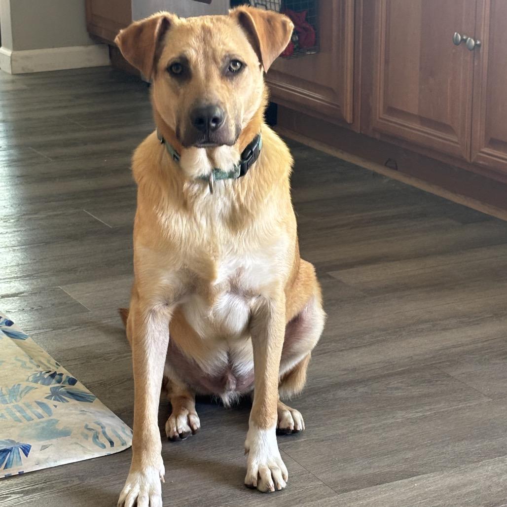 Boots, Adoptable, Adult Male Terrier & Mixed Breed.