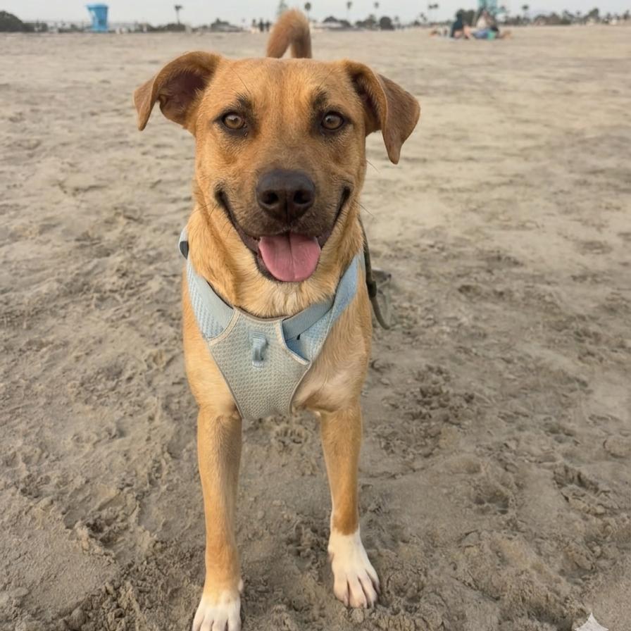 Boots, Adoptable, Adult Male Terrier & Mixed Breed.