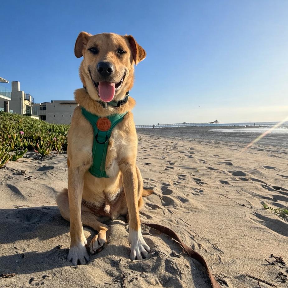 Enlarge Boots, a Adoptable mixed breed in San Diego, CA image 3/6