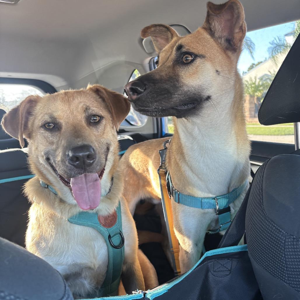 Enlarge Boots, a Adoptable mixed breed in San Diego, CA image 2/6