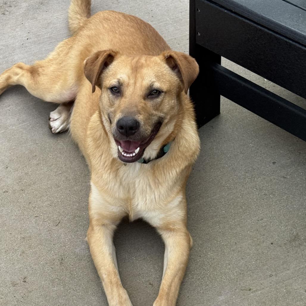 Enlarge Boots, a Adoptable mixed breed in San Diego, CA image 4/6