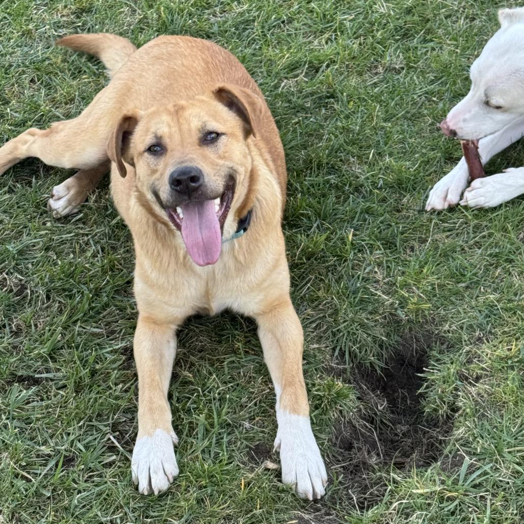Enlarge Boots, a Adoptable mixed breed in San Diego, CA image 5/6