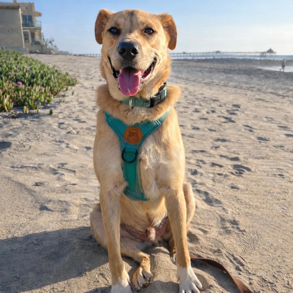 Enlarge Boots, a Adoptable mixed breed in San Diego, CA image 6/6