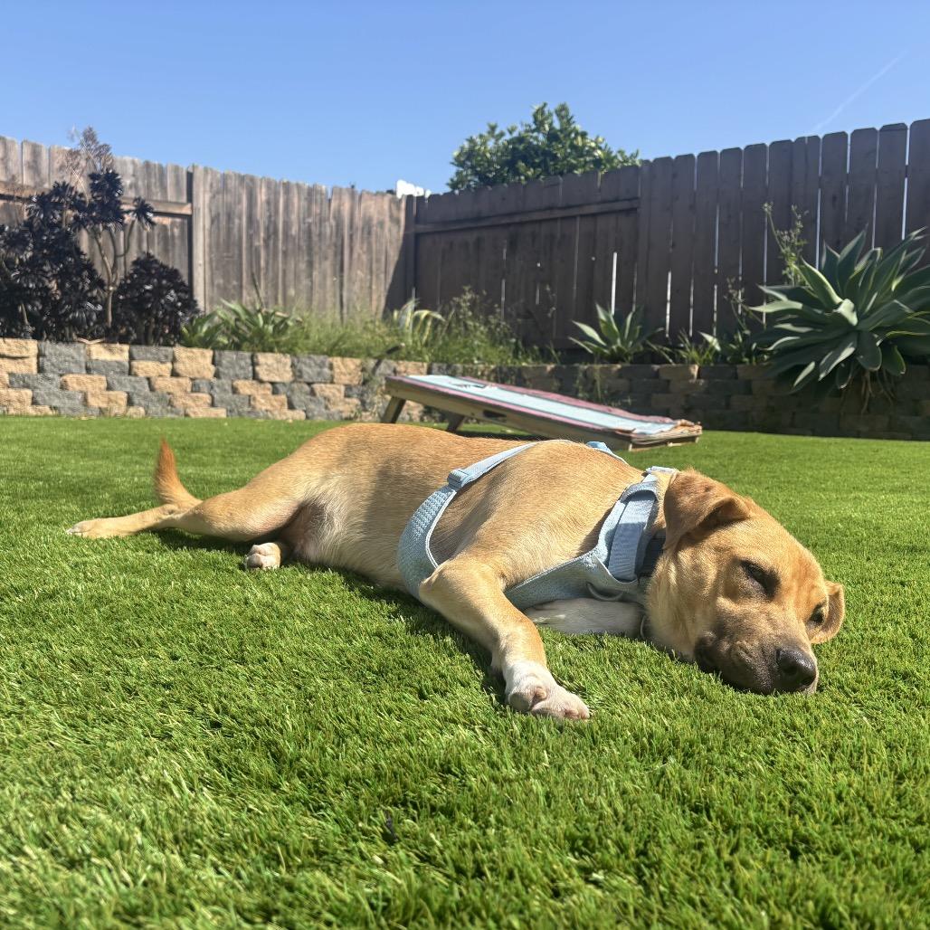 Enlarge Boots, a Adoptable mixed breed in San Diego, CA image 5/6