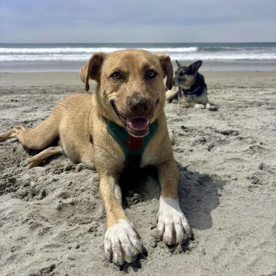 Boots, a Adoptable mixed breed in San Diego, CA image 5/6