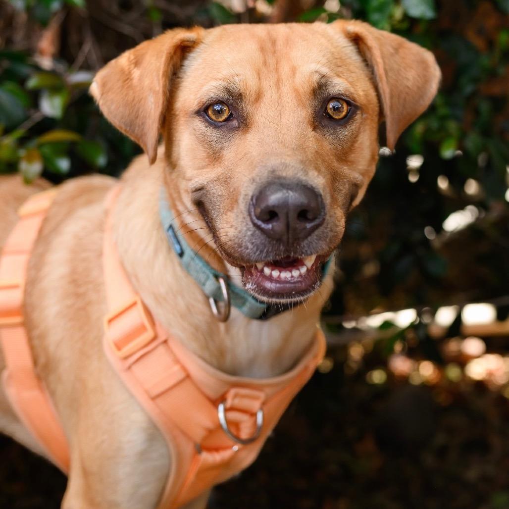 Boots, a Adoptable mixed breed in San Diego, CA image 5/6